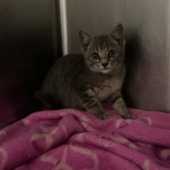 Calvin Coolage -  Domestic Short Hair Cat for Adoption in Spruce Pine, North Carolina - Calvin Coolage | PetCurious