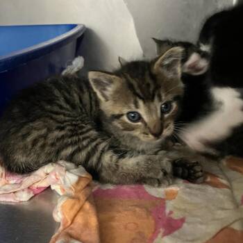 Sequoia -  Domestic Short Hair Cat for Adoption in Idaho Falls, Idaho - Sequoia | PetCurious