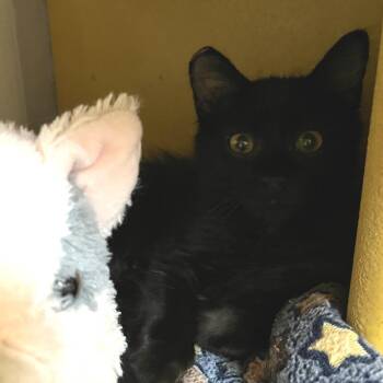 Chandler 54469 -  Domestic Medium Hair Cat for Adoption in Las Vegas, Nevada - Chandler 54469 | PetCurious