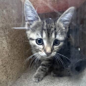 Philly -  Domestic Short Hair Cat for Adoption in Philadelphia, Pennsylvania - Philly | PetCurious