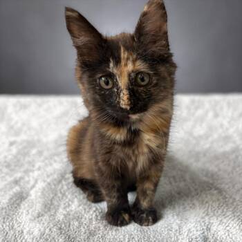 Korona -  Domestic Short Hair and Domestic Medium Hair Cat for Adoption in Dallas, Texas - Korona | PetCurious