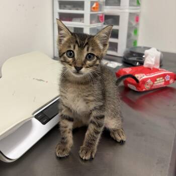 Holly H2 -  Domestic Short Hair Cat for Adoption in Edinburg, Texas - Holly H2 | PetCurious