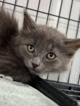 Nelly -  Domestic Long Hair and Domestic Short Hair Cat for Adoption in Elmira, New York - Nelly | PetCurious