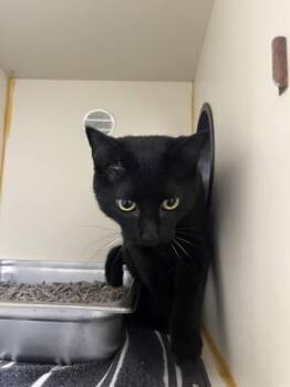 Domestic Short Hair Cats Available for Adoption in Fairfax, Virginia - Molly | PetCurious