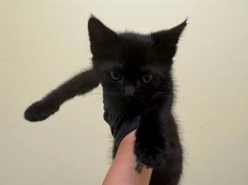 BLACKJACK -  Domestic Short Hair Cat for Adoption in Tustin, California - BLACKJACK | PetCurious