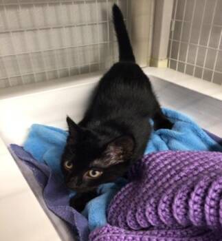 Bermuda -  Domestic Short Hair Cat for Adoption in Elmira, New York - Bermuda | PetCurious