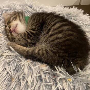 Gerard -  Domestic Short Hair Cat Available for Adoption in Fairfax Station, Virginia - Gerard | PetCurious