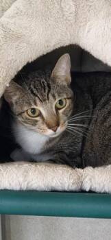 Toru -  Domestic Short Hair Cat for Adoption in Honolulu, Hawaii - Toru | PetCurious