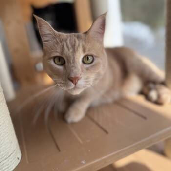 Rescue Domestic Short Hair Cats for Adoption in Titusville, Florida - Nala | PetCurious