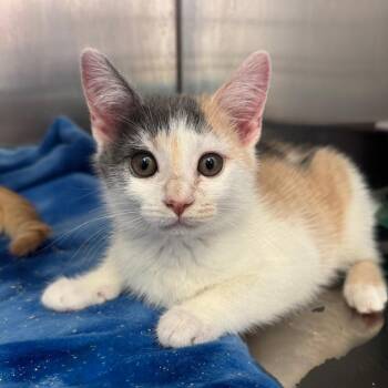 Mila -  Domestic Short Hair Cat for Adoption in Asheville, North Carolina - Mila | PetCurious