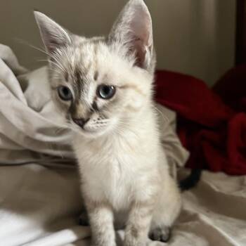 Siamese Cats Available for Adoption - Latte | PetCurious