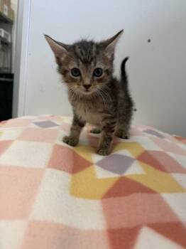 Macaroni -  Domestic Short Hair Cat for Adoption in Spruce Pine, North Carolina - Macaroni | PetCurious