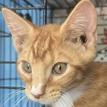Rescue Domestic Medium Hair Cats for Adoption in Robinson, Illinois - Garth | PetCurious