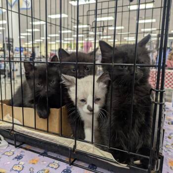Purl -  Domestic Medium Hair Cat for Adoption in Greenwood, Missouri - Purl | PetCurious