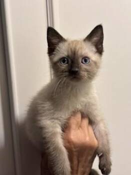 KATIA -  Siamese Cat for Adoption in Conroe, Texas - KATIA | PetCurious