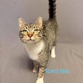 Domestic Short Hair Cats Available for Adoption in Buffalo, Minnesota - Iced Tea *Meet Me At Eagan Petsmart* | PetCurious