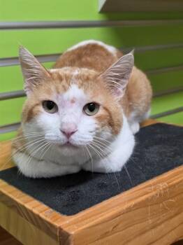 OSCAR -  Domestic Short Hair Cat for Adoption in St. Peters, Missouri - OSCAR | PetCurious