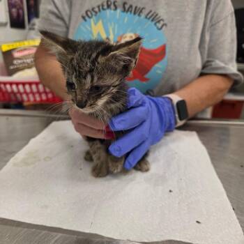 Sleepy -  Domestic Short Hair Cat for Adoption in Chattanooga, Tennessee - Sleepy | PetCurious