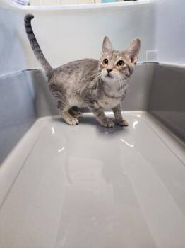 Xander the Zebra -  Domestic Short Hair Cat for Adoption in Troy, Alabama - Xander The Zebra | PetCurious