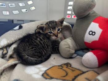 Yoda -  Domestic Short Hair Cat for Adoption in Luling, Texas - Yoda | PetCurious