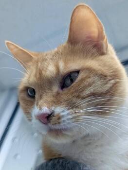 Garfield (Tony) -  Domestic Short Hair Cat for Adoption in Leonardtown, Maryland - Garfield (Tony) | PetCurious