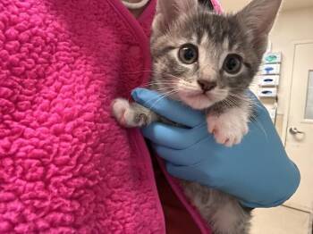 CASSIE -  Domestic Short Hair Cat for Adoption in Riverside, California - CASSIE | PetCurious