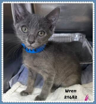 WREN/ASH see also ECHO -  Domestic Short Hair and Russian Blue Cat for Adoption in Marietta, Georgia - WREN/ASH See Also ECHO | PetCurious