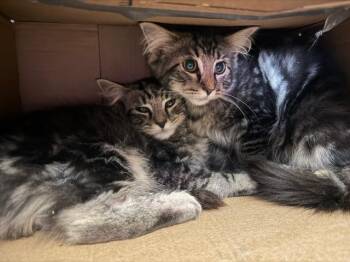 2026-84 Spike -  Domestic Long Hair Cat for Adoption in Windsor, Connecticut - 2026-84 Spike | PetCurious