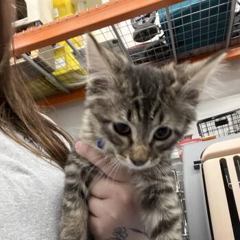 Domestic Long Hair Cats Available for Adoption - Iris | PetCurious