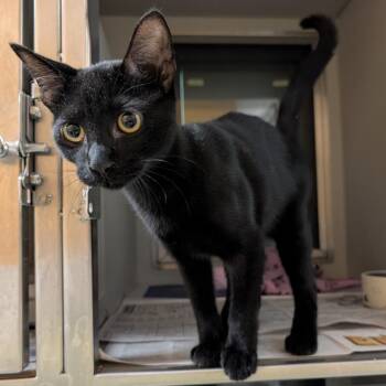 Romeo -  Domestic Short Hair Cat for Adoption in Rowlett, Texas - Romeo | PetCurious