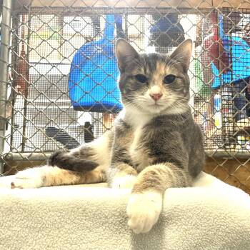Rescue Dilute Tortoiseshell Cats for Adoption in Stanwood, Washington - Luxor | PetCurious