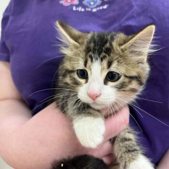 Ostrich -  Domestic Short Hair Cat for Adoption in Lyndhurst, Virginia - Ostrich | PetCurious