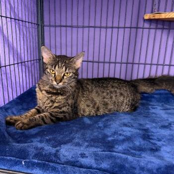 Basil -  Maine Coon and Siberian Cat for Adoption in Mount Vernon, Illinois - Basil | PetCurious