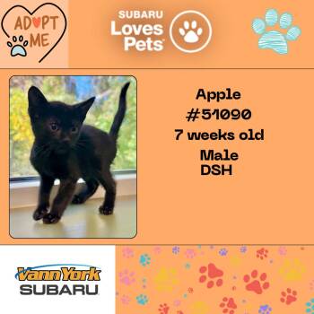 Rescue Domestic Short Hair Cats for Adoption in Randleman, North Carolina - Apple | PetCurious