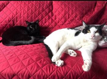 Jax & Venus ( Bonded Pair) -  Domestic Short Hair Cat for Adoption - Jax & Venus ( Bonded Pair) | PetCurious