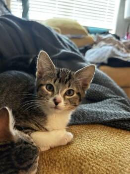 CHER -  Domestic Short Hair Cat for Adoption in Albuquerque, New Mexico - CHER | PetCurious