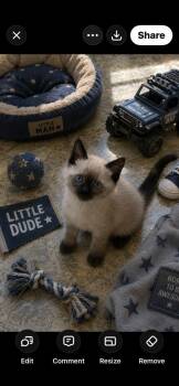 Aspen -  Domestic Medium Hair Cat for Adoption in Johnson City, Tennessee - Aspen | PetCurious