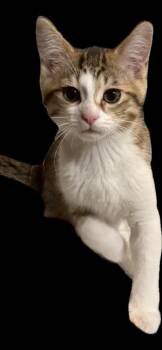 Aubree -  Tabby Cat for Adoption in Walled Lake, Michigan - Aubree | PetCurious
