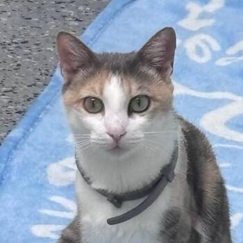 Domestic Short Hair Cats Available for Adoption - Needa 28413 | PetCurious