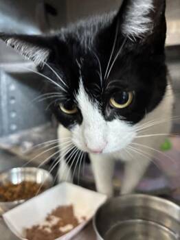 Domestic Short Hair Cats Available for Adoption - Aj | PetCurious