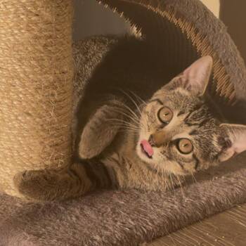 Thyme -  Domestic Short Hair Cat for Adoption in Durham, North Carolina - Thyme | PetCurious