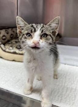 Domestic Short Hair Cats Available for Adoption in Lagrange, Indiana - Debackey | PetCurious