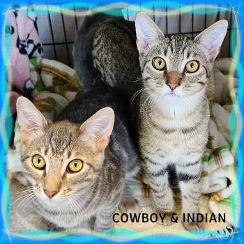 Cowboy & Indian -  Domestic Short Hair Cat for Adoption in Whiting, Indiana - Cowboy & Indian | PetCurious