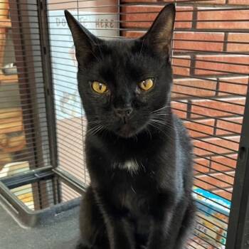 Rescue Domestic Short Hair Cats for Adoption in Medina, Ohio - Benson | PetCurious