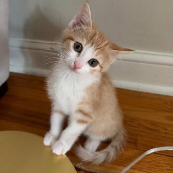 Amethyst -  Domestic Short Hair Cat for Adoption in Buffalo, Minnesota - Amethyst | PetCurious
