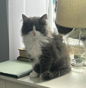 Domestic Long Hair Cats Available for Adoption in Macomb, Michigan - Lucy | PetCurious