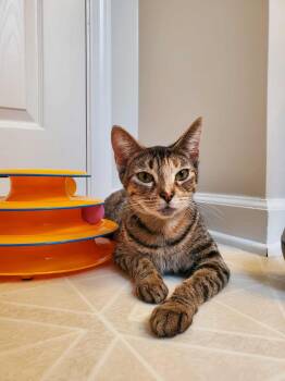Rescue Tabby Cats for Adoption in Charlotte, North Carolina - Persimmon | PetCurious