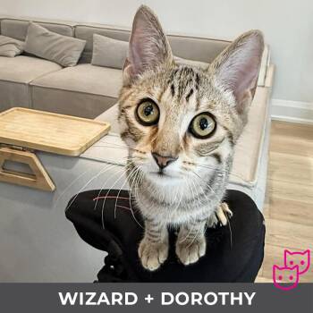 Domestic Short Hair Cats Available for Adoption - Wizard (bonded With Dorothy) | PetCurious