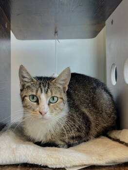 Rescue Domestic Short Hair Cats for Adoption in Twinsburg, Ohio - Daisy Duke | PetCurious