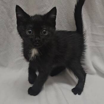 Delsey -  Domestic Short Hair Cat for Adoption in Rexburg, Idaho - Delsey | PetCurious